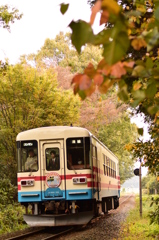 ツタ紅葉