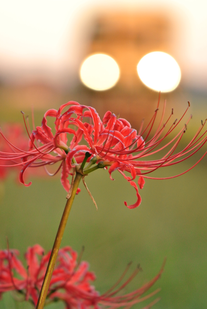 朝露の彼岸花
