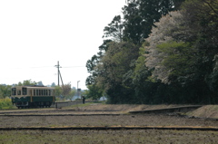 中根駅付近の桜