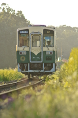 草丈伸びる