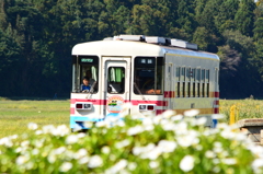 白い花咲く
