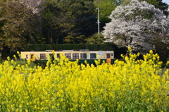 燃える黄色