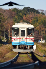 カラス，飛び立つ