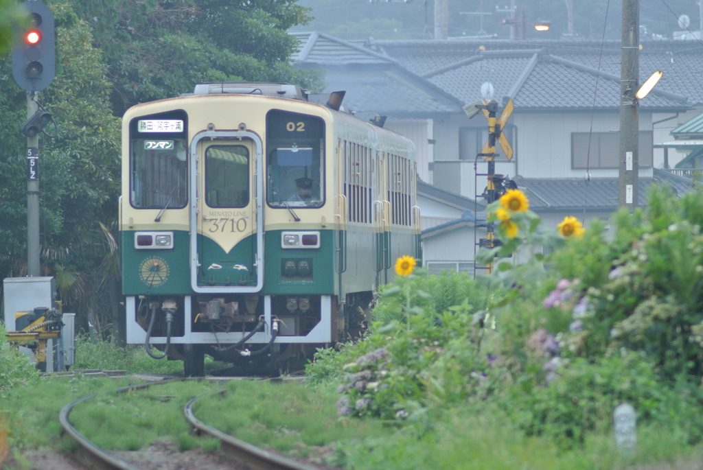 アジサイのちヒマワリ