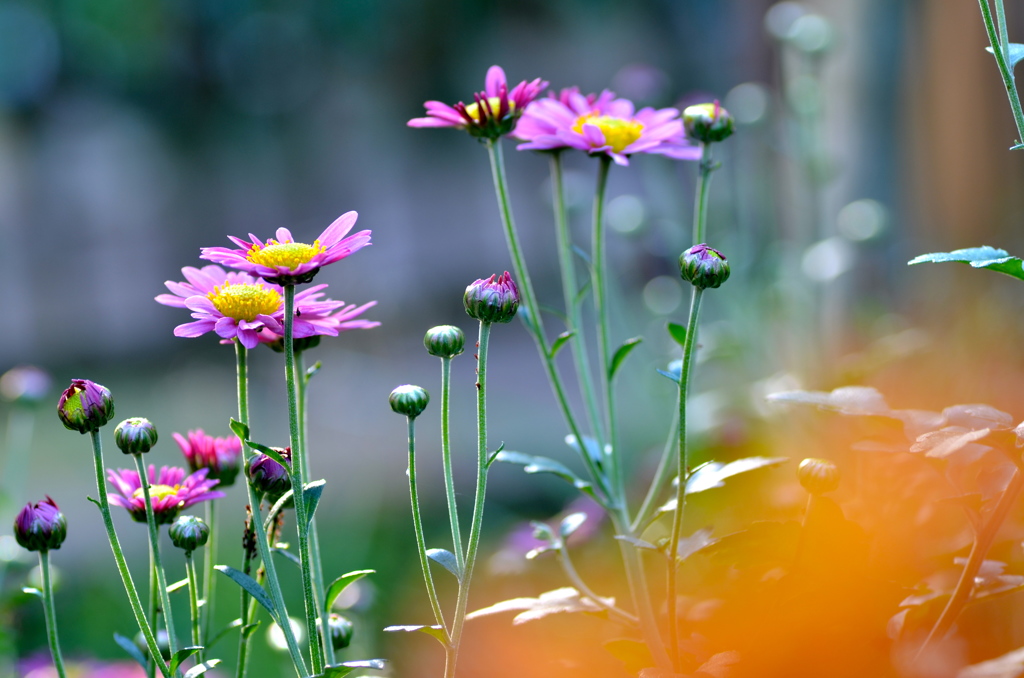 凛々しく、たおやかに・・