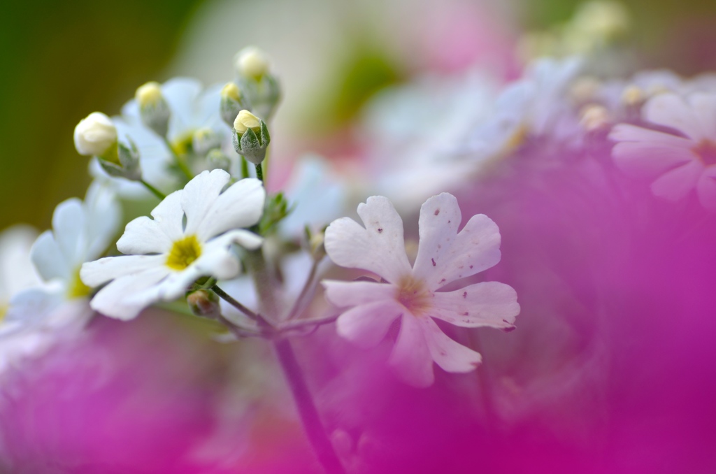 ミニ ソフトクリーム