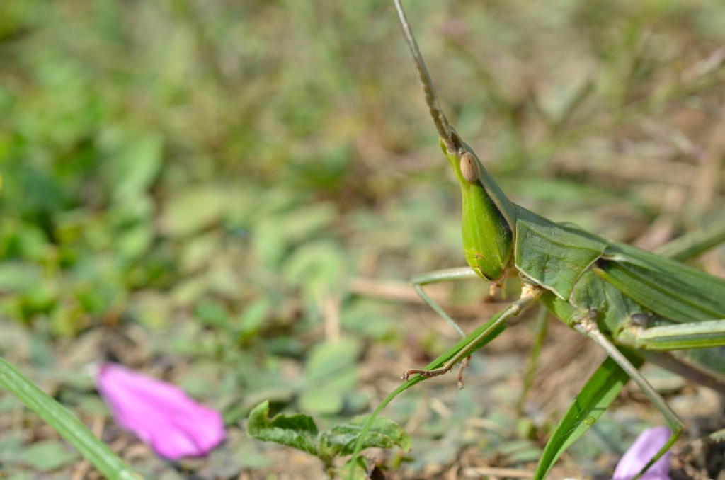 バッタ君とコスモス