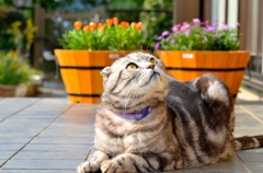 見上げ猫