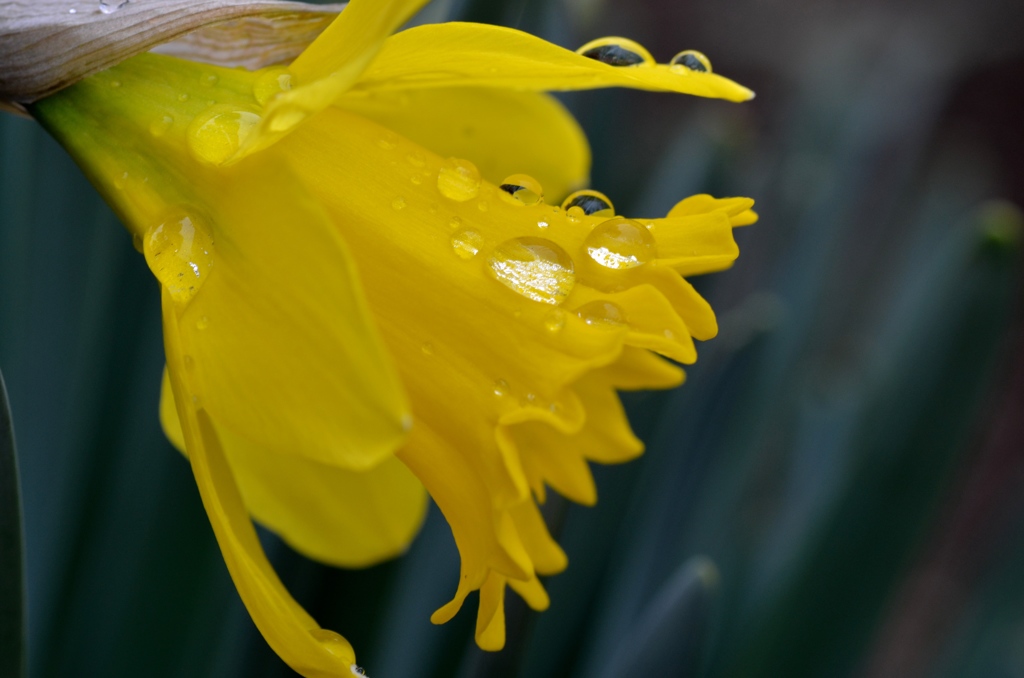 春雨の優しさに触れて