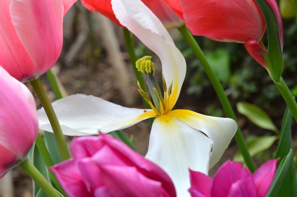 春風のいたずら