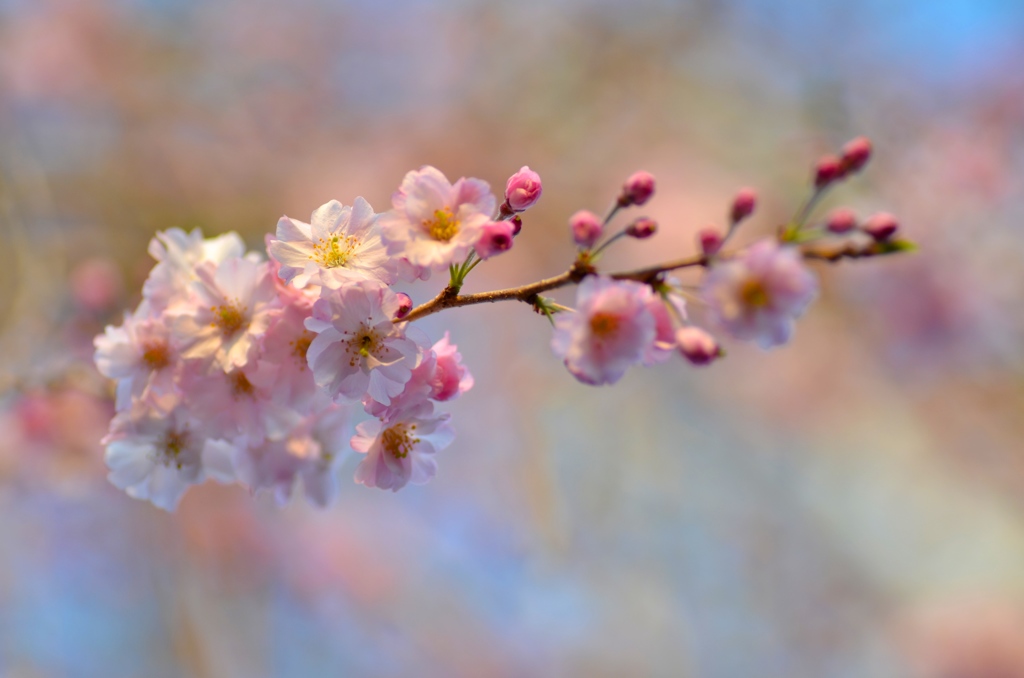 夕日に頬を染め