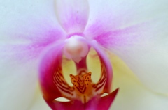 花トンネル