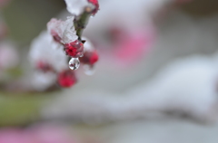 初雪のあと
