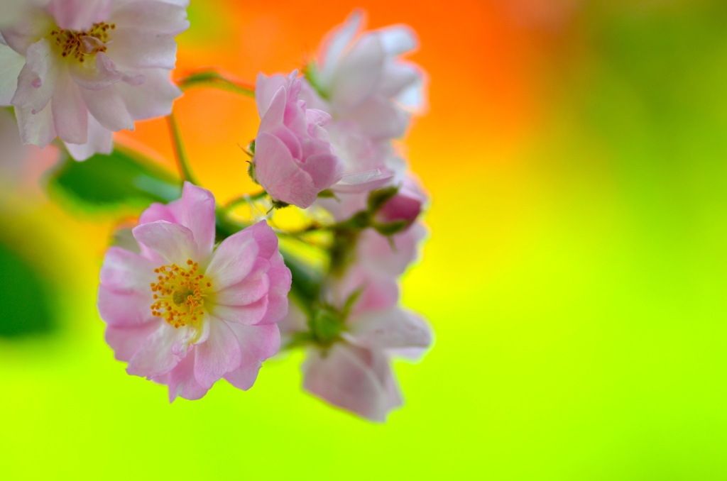 カラフルなひと時