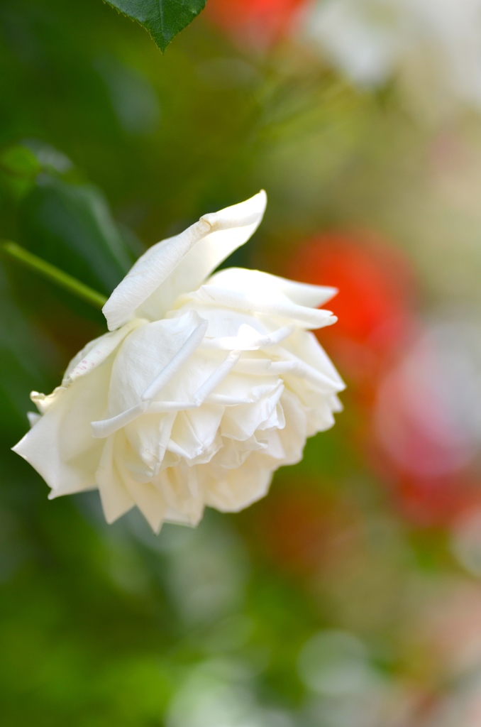 純潔（♫花言葉）