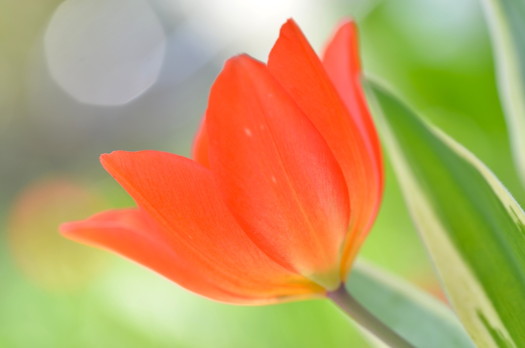 そよ風に揺られ