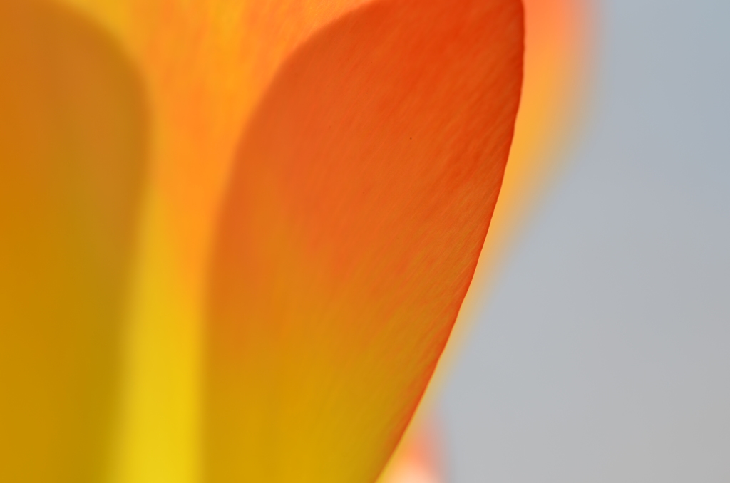 オレンジライン