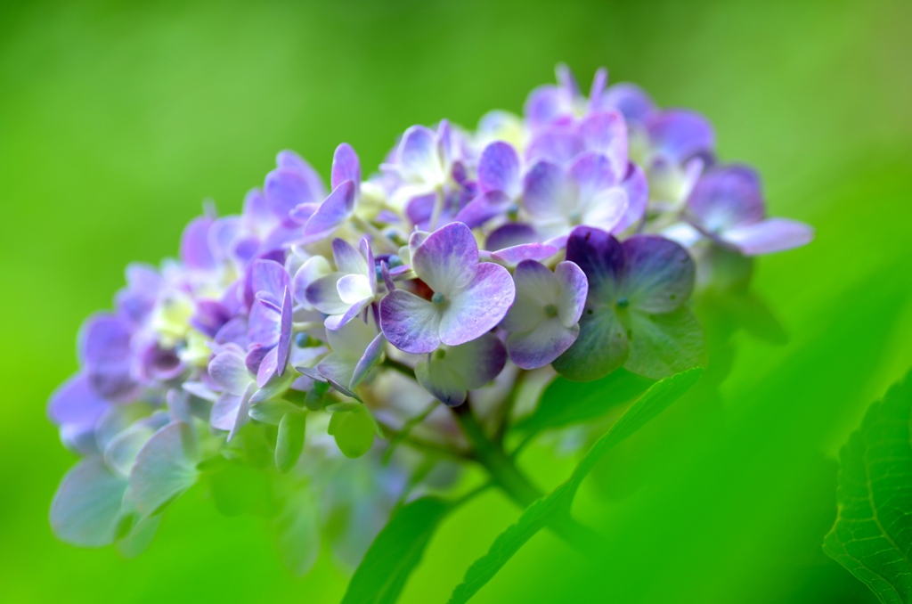 緑の風のアニー♡