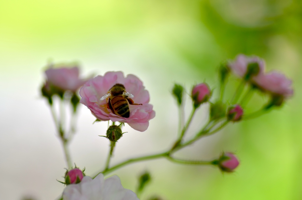 薔薇のバスタブ