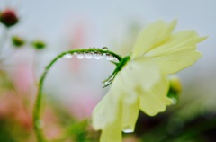 しっとり濡れて
