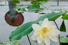 雨の日の古代蓮