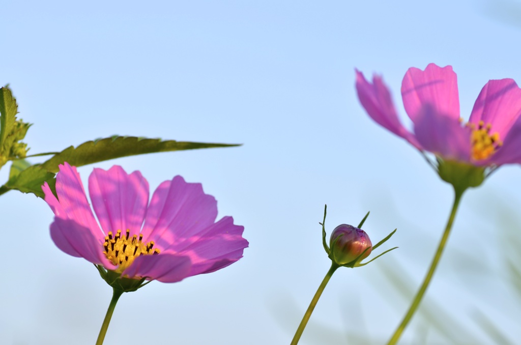 ママとパパ、そして僕