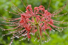 華雫