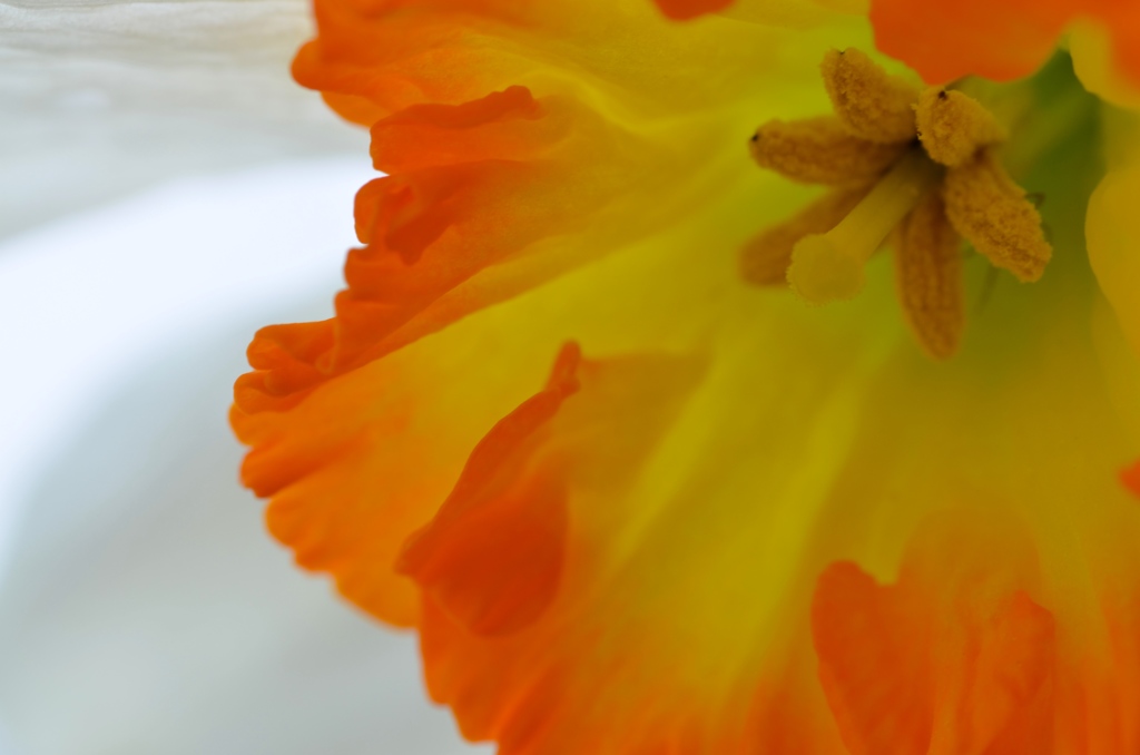 白い水仙は女の子