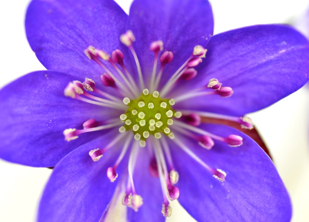 初春の花火。。。