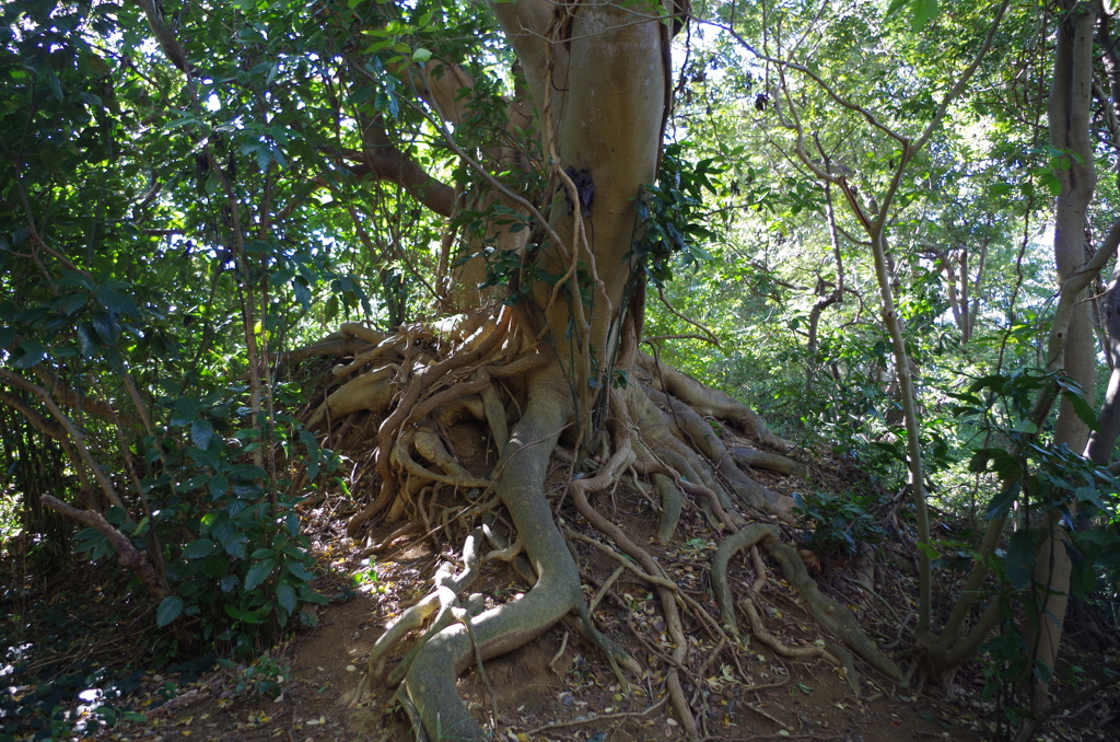 ユグドラシルの神樹