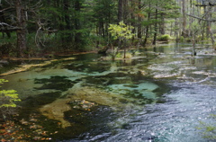 山の中の水辺