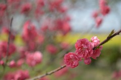 花桃