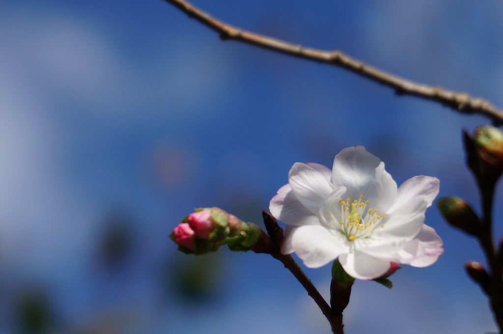 不断桜