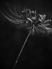 始まりか終わりの一輪