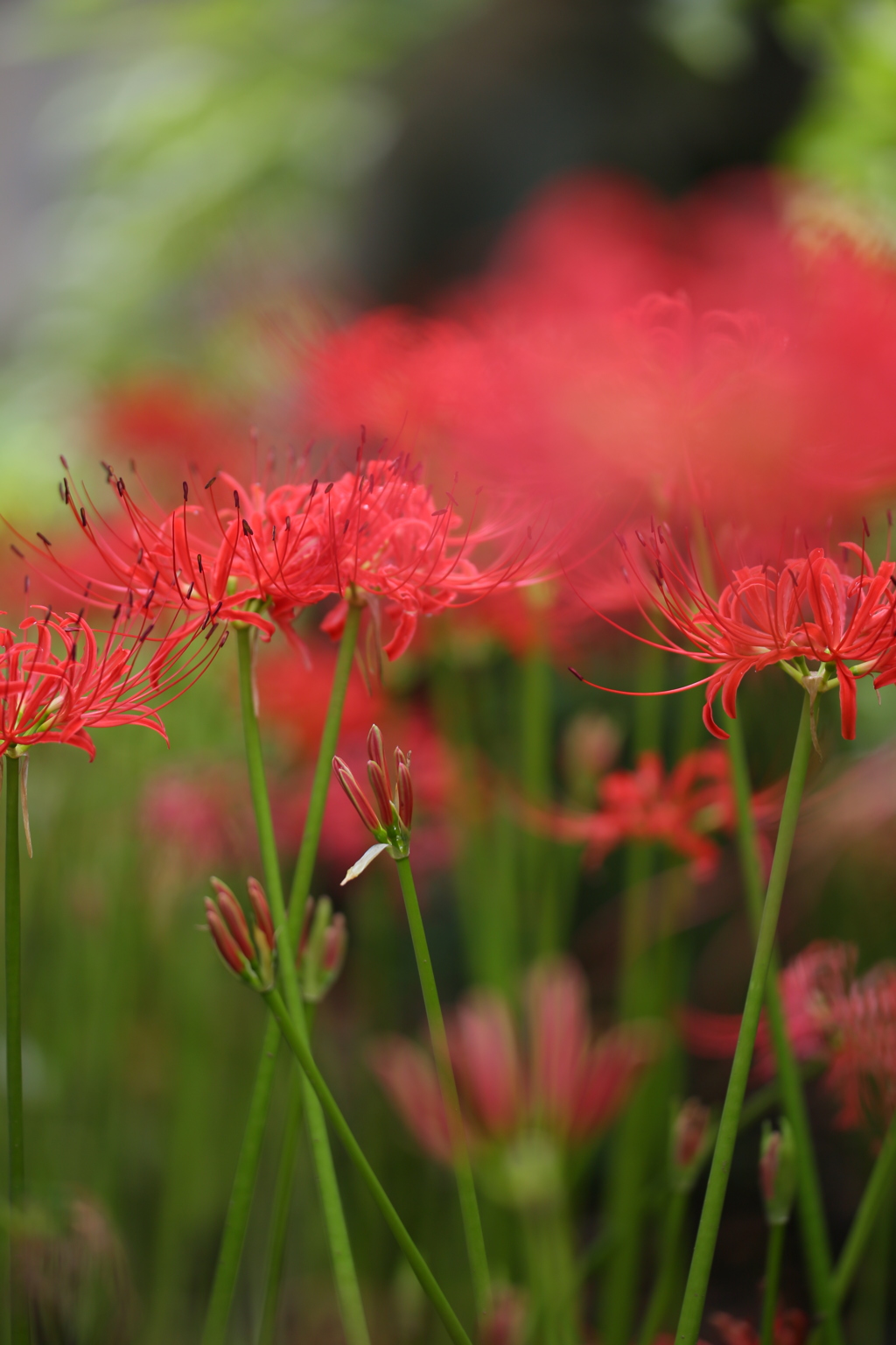 曼殊沙華