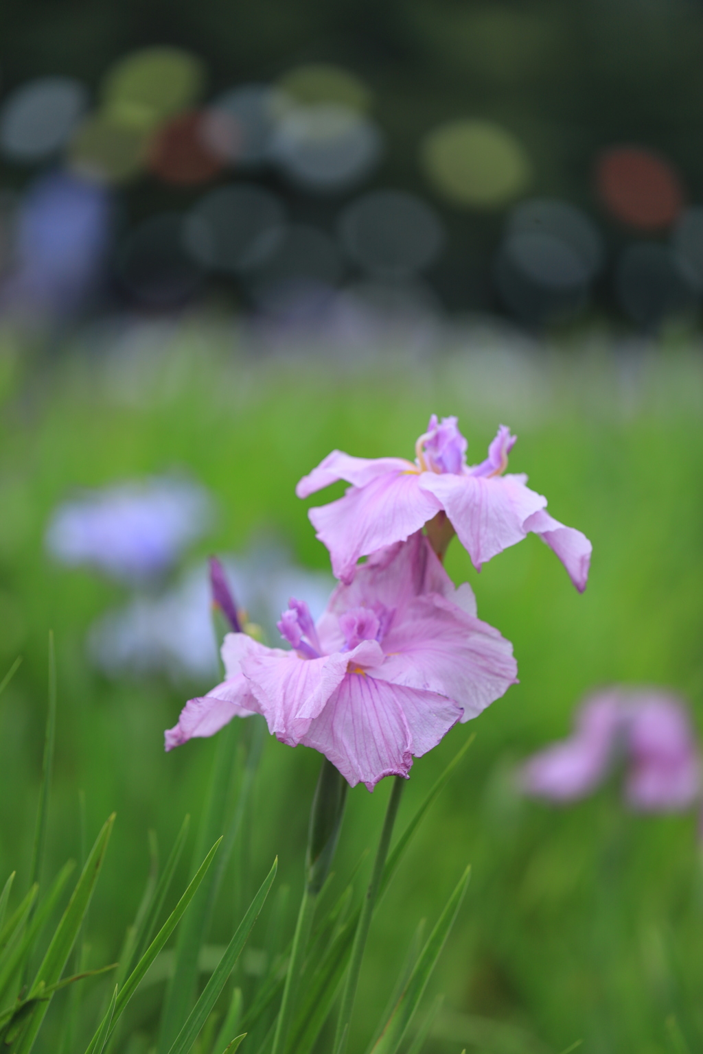 梅雨花