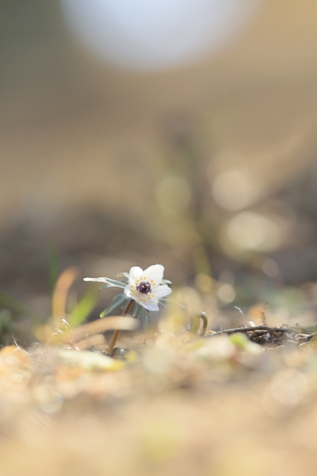 セツブンソウソウ