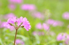 花園