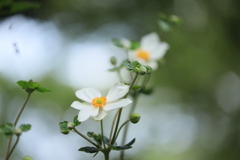 白眉