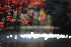 公園紅葉景色