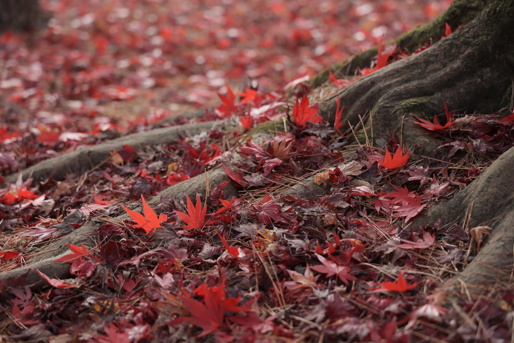 足元紅葉