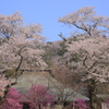春満開Ⅱ