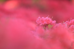 ツツジ