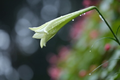 夏から秋へ