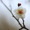 梅（冬至）