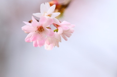 冬桜