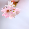 冬桜