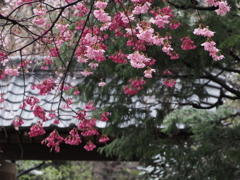 春の香りⅡ