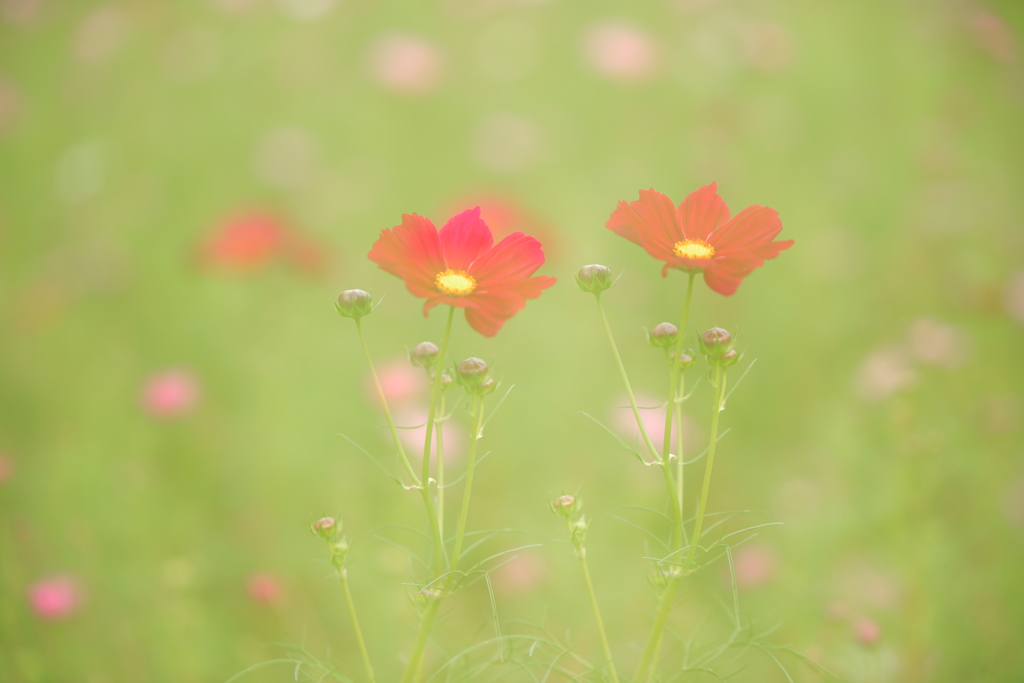 秋花Ⅱ