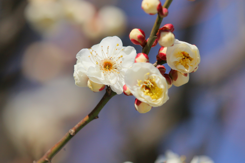 春告げ花